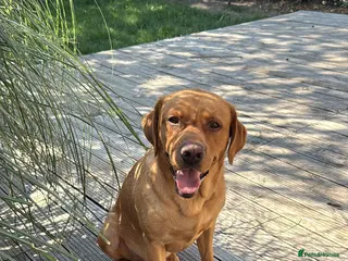 Labrador Retriever dogs Pedigree Lab - Advert 1