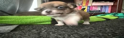 Mixed Breed dogs for sale: Chihuahua cross patterdale terrier puppies in Huntingdon - Advert 2