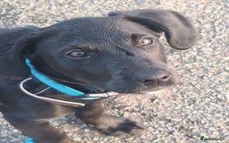Borador dogs for sale: Borador puppy - Image 1