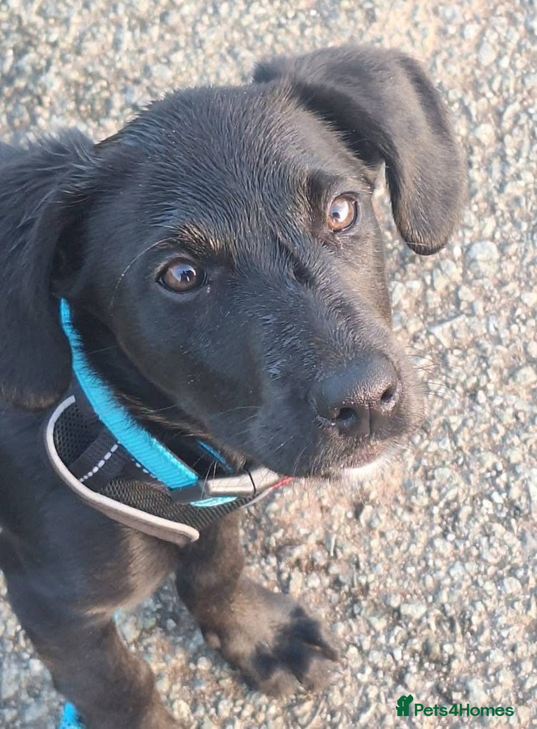 Borador dogs for sale: Borador puppy - Image 1