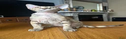 Devon Rex cats for sale: Our beautiful Devon Rex kittens are ready to move  - Advert 28