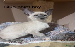 Siamese cats for sale: 3 affectionate Siamese kittens available  - Image 7
