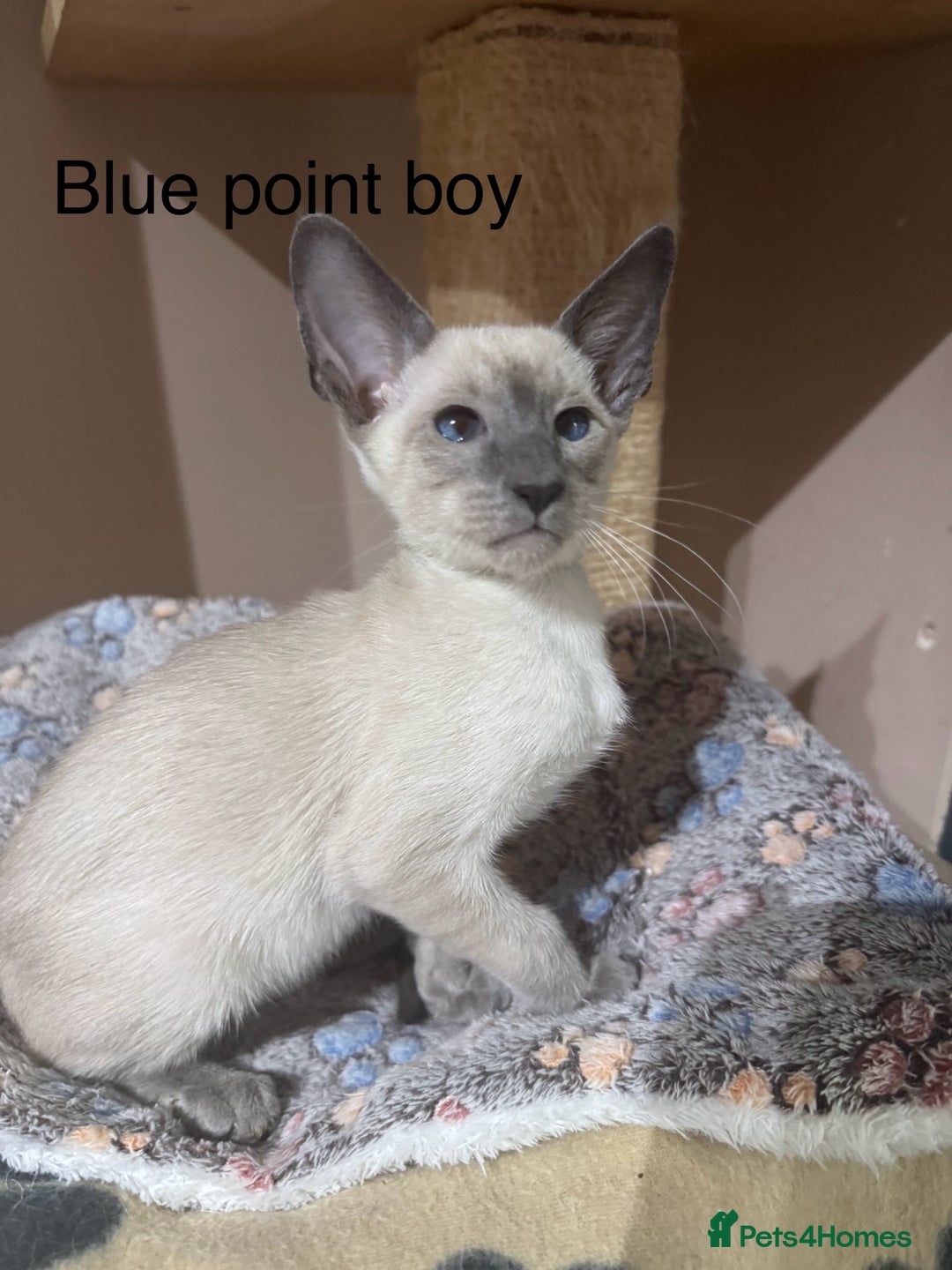 Siamese cats for sale: 3 affectionate Siamese kittens available  - Image 7