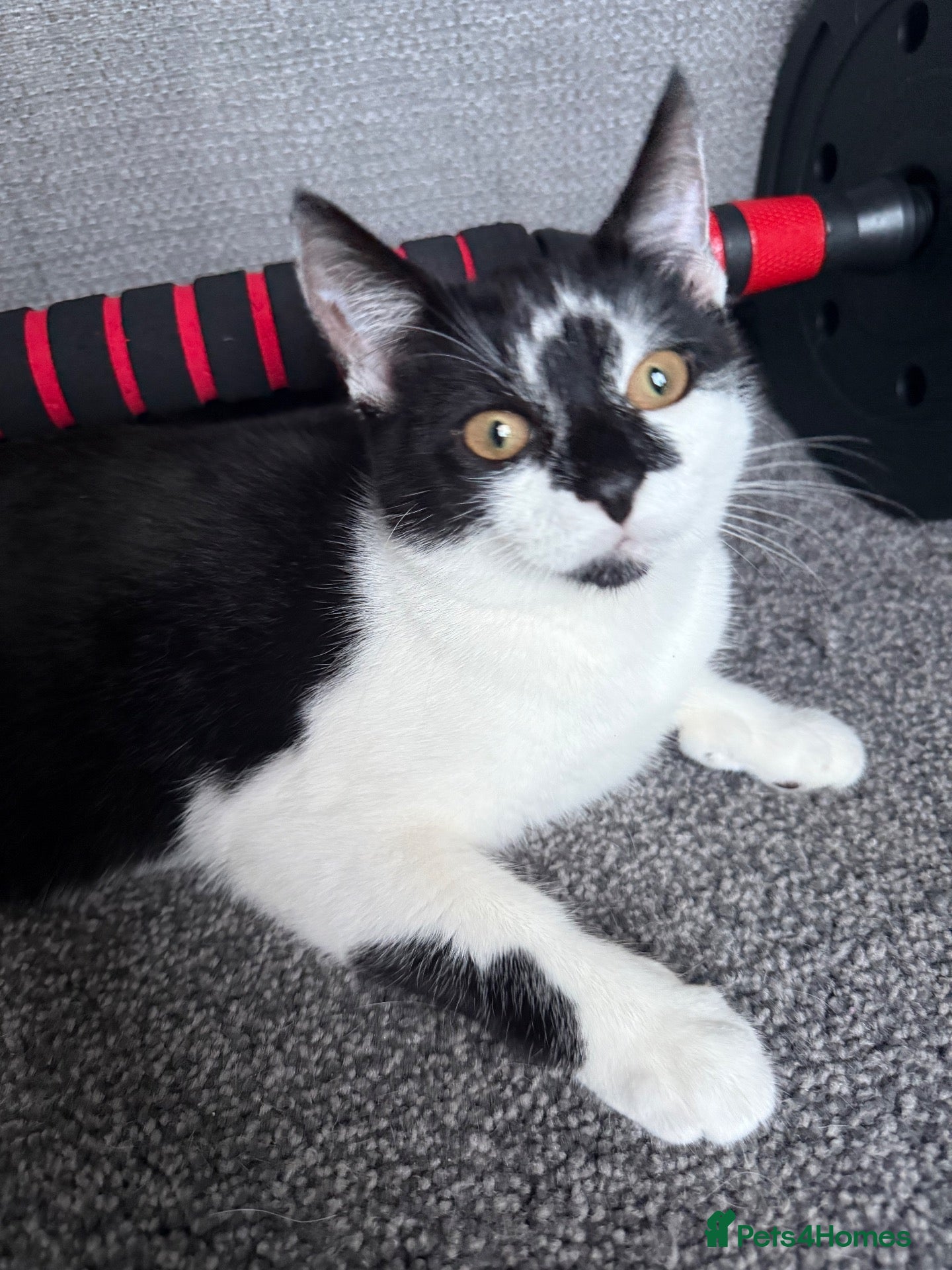 Mixed Breed cats 2 loving kitten to rehome 🐾  - Advert 9