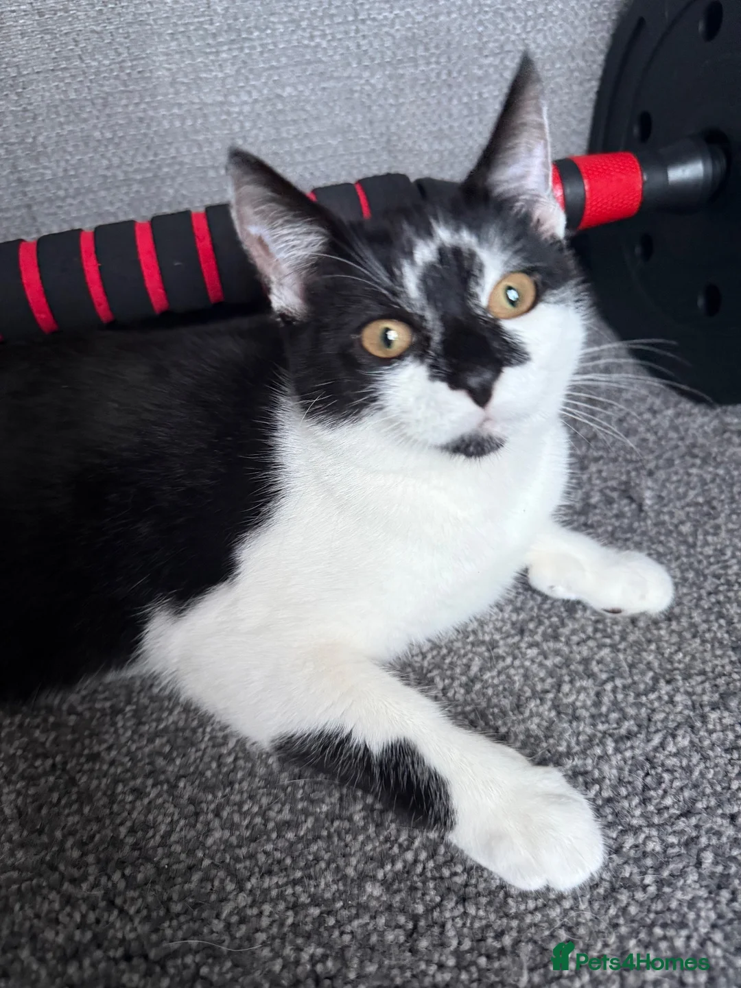 Mixed Breed cats for sale: 2 loving kitten to rehome 🐾  - Advert 1