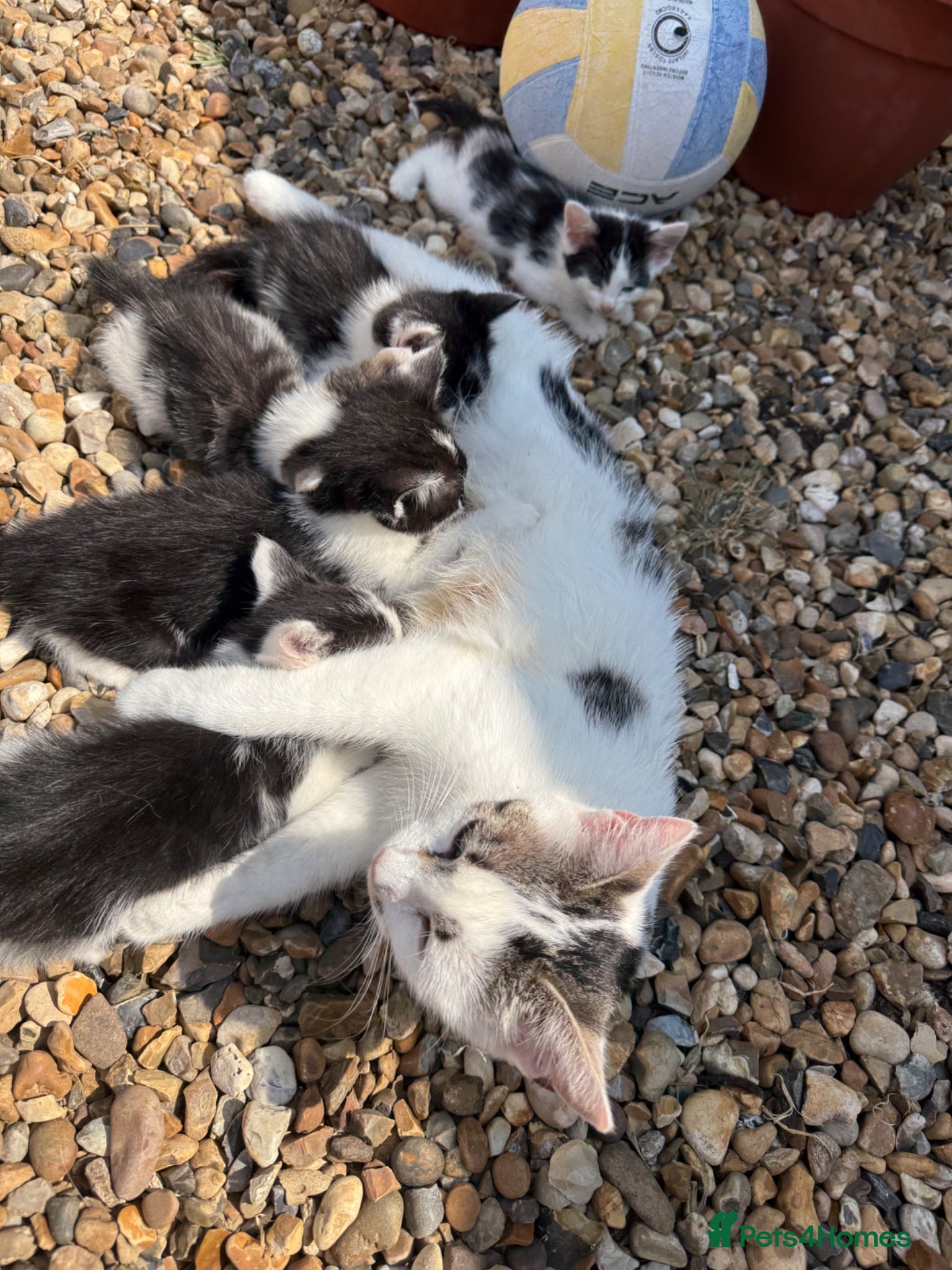 Mixed Breed cats Kittens looking for their forever home 🏠🐾 - Advert 3