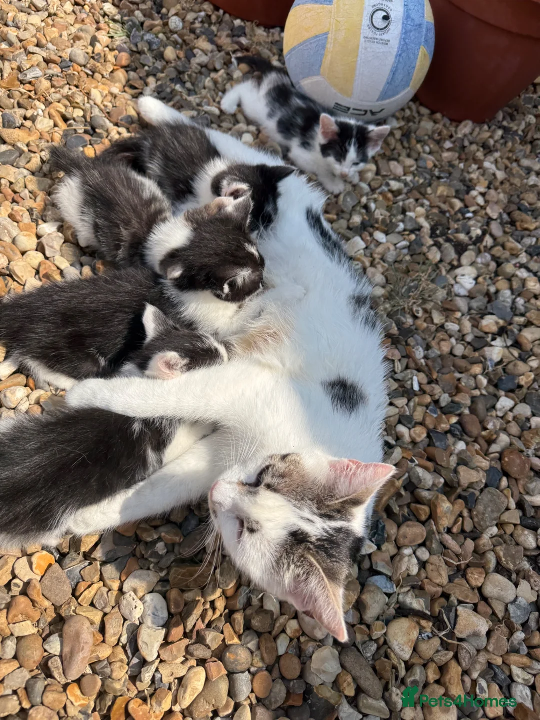 Mixed Breed cats for sale: Kittens looking for their forever home 🏠🐾 - Advert 1