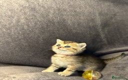 British Shorthair cats for sale: TICA Chunky Golden/Blue Golden BritishSH kittens  - Image 14
