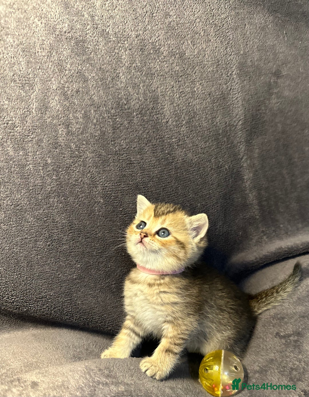 British Shorthair cats for sale: TICA Chunky Golden/Blue Golden BritishSH kittens  - Image 14