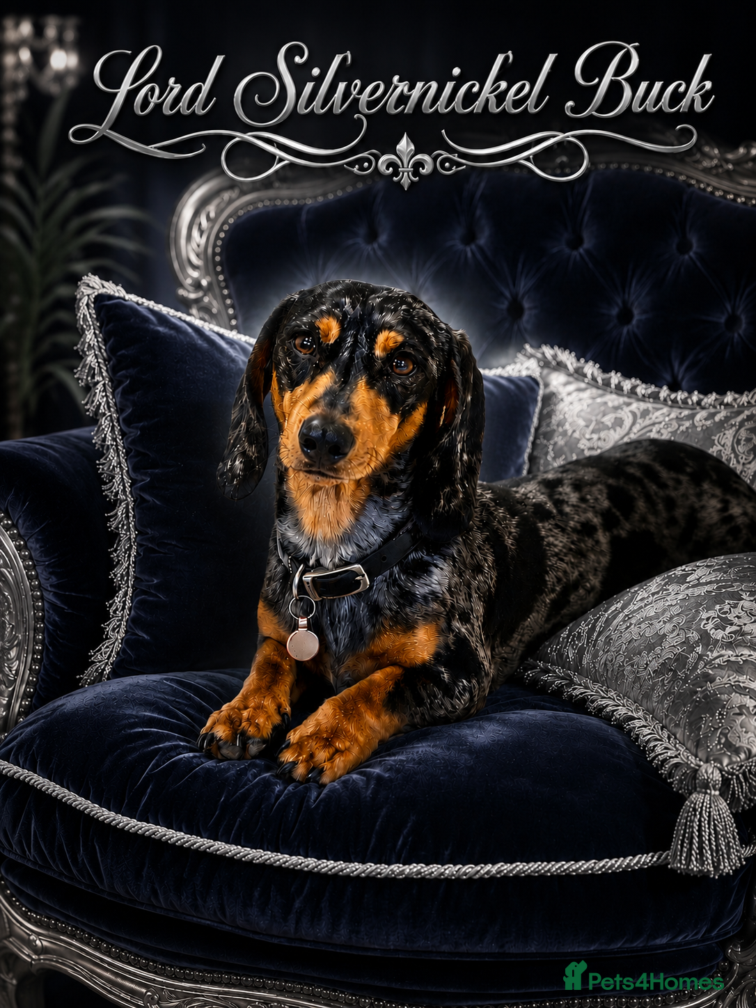 Miniature Dachshund dogs Fully health tested Stud - Lord Silvernickel Buck  - Advert 8