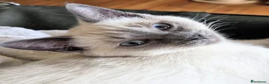 Ragdoll 2