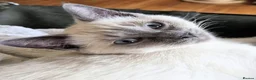 Ragdoll cats for sale: Beautiful blue point kittens - look Siamese - Advert 2