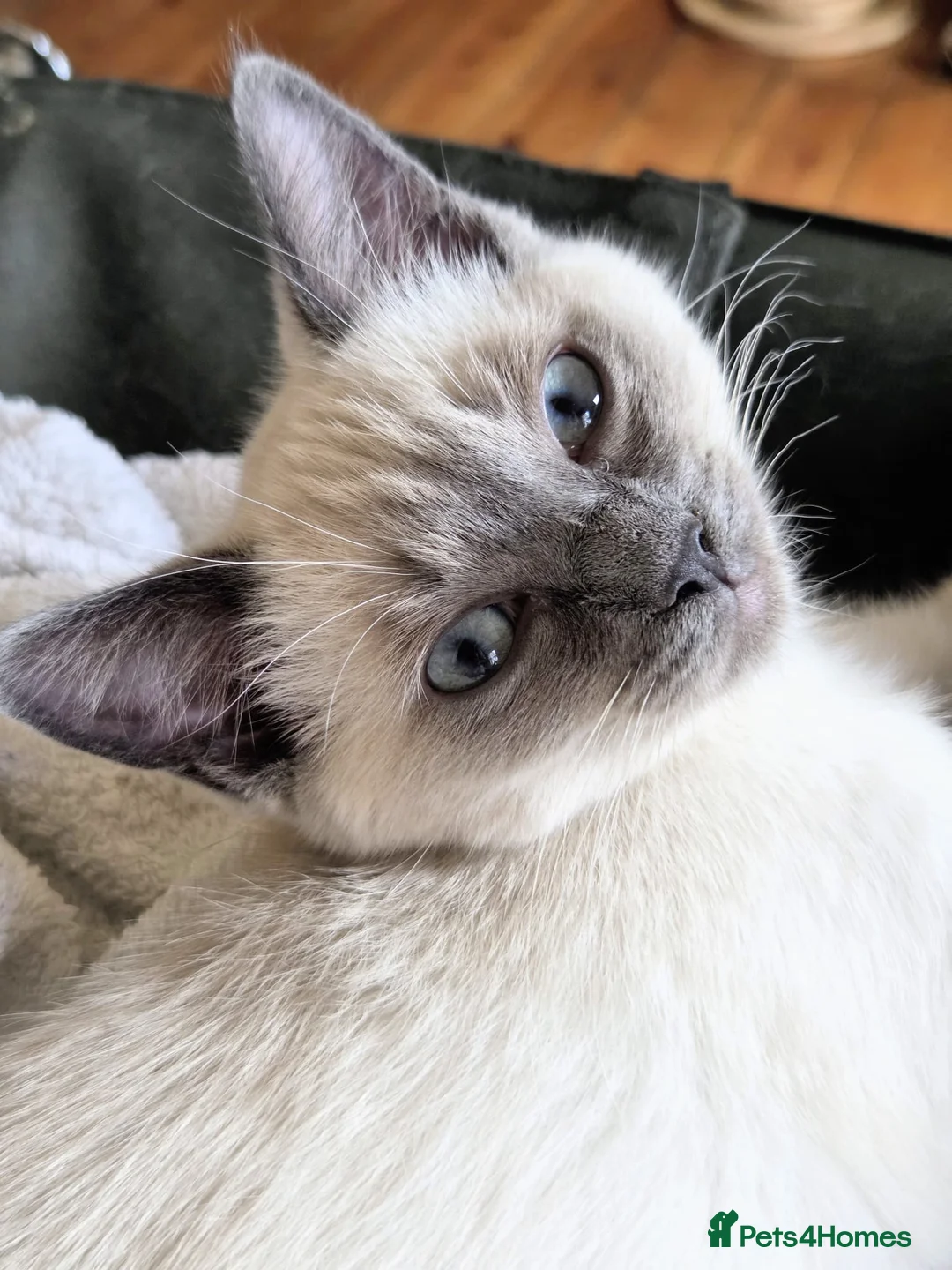 Ragdoll cats for sale: Beautiful blue point kittens - look Siamese - Advert 2