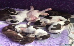Cocker Spaniel dogs for sale: Gorgeous Working Cocker Spaniel puppies - Image 14