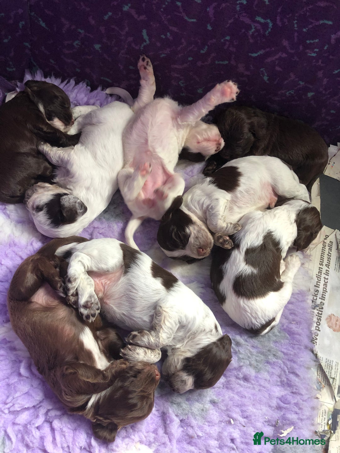 Cocker Spaniel dogs for sale: Gorgeous Working Cocker Spaniel puppies - Image 14