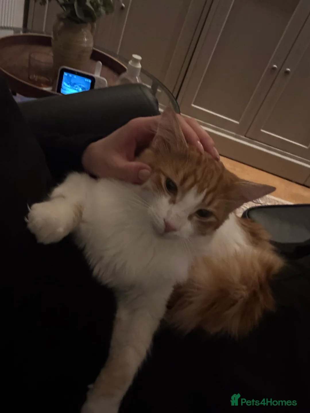 Mixed Breed cats for sale: Ginger boy mixed with ragdoll - Advert 4
