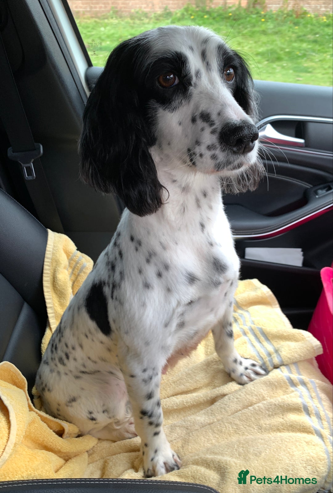 Cockapoo dogs for sale: F1 COCKAPOO PUPS - Advert 15