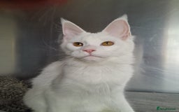 Maine Coon cats for sale: two girl with 5 pedigree maine coon - Image 10