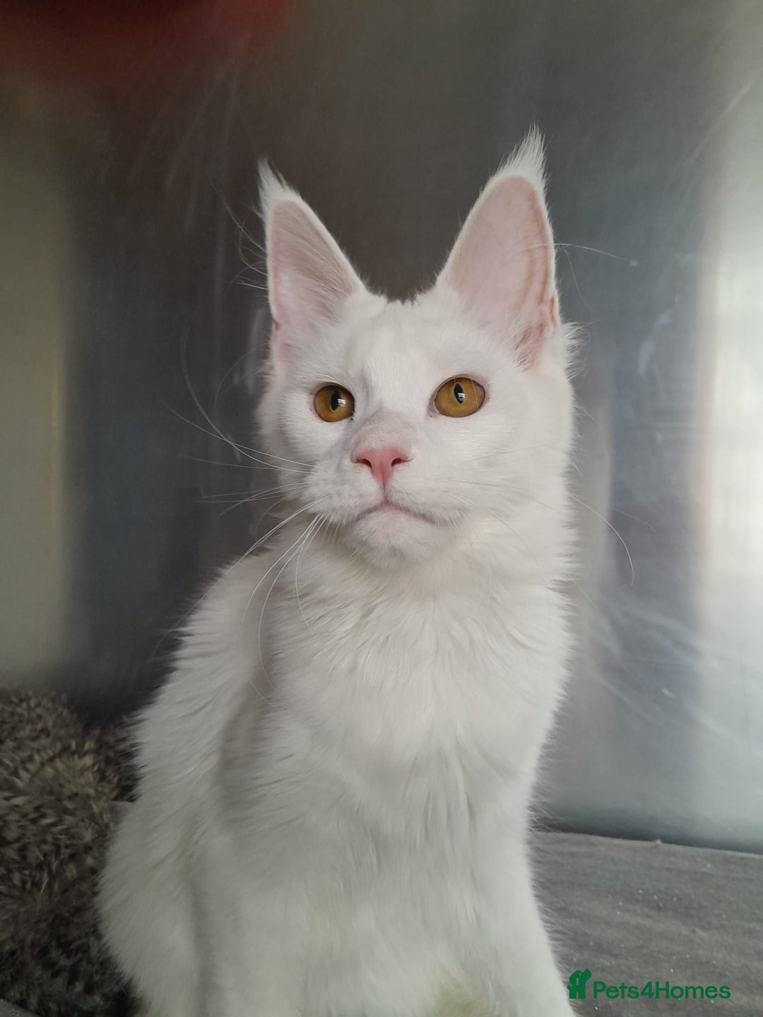 Maine Coon cats for sale: two girl with 5 pedigree maine coon - Image 10