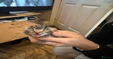 Mixed Breed cats 2 adorable kittens ready on the 4th of Jan - Advert 7