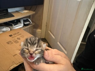 Mixed Breed cats 2 adorable kittens ready on the 4th of Jan - Advert 13