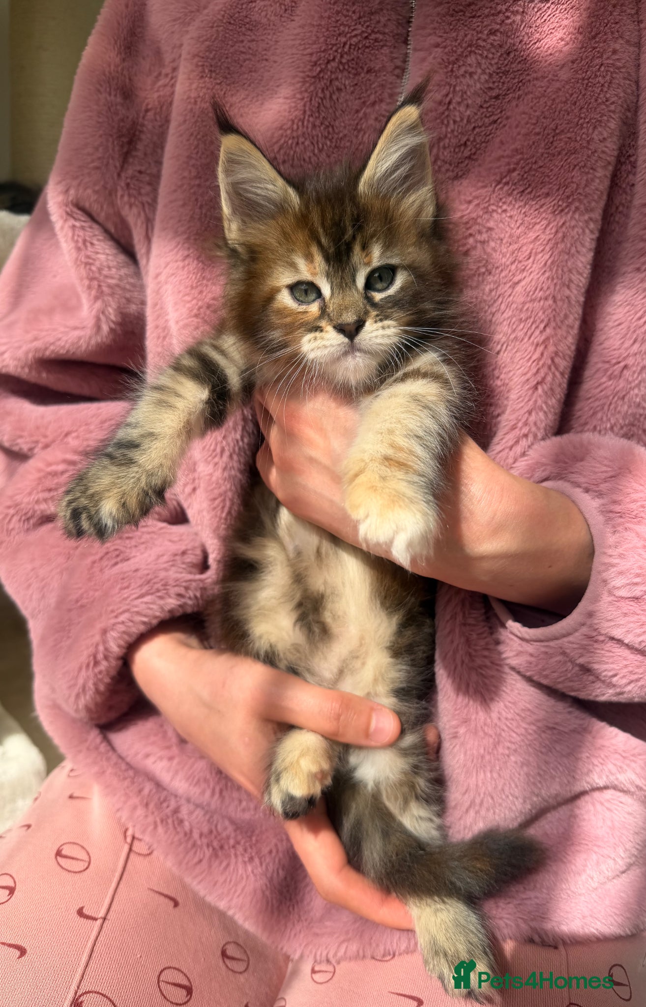 Maine Coon cats 1 GIRL LEFT DAUGHTER OF CHAMPION MOTHER MAINECOON - Advert 6