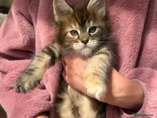 Maine Coon cats 1 GIRL LEFT DAUGHTER OF CHAMPION MOTHER MAINECOON - Advert 6