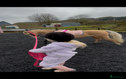 Welsh Section B horses for sale: Palomino Welsh B Non Ridden Companion/ InHand Pony - Image 9