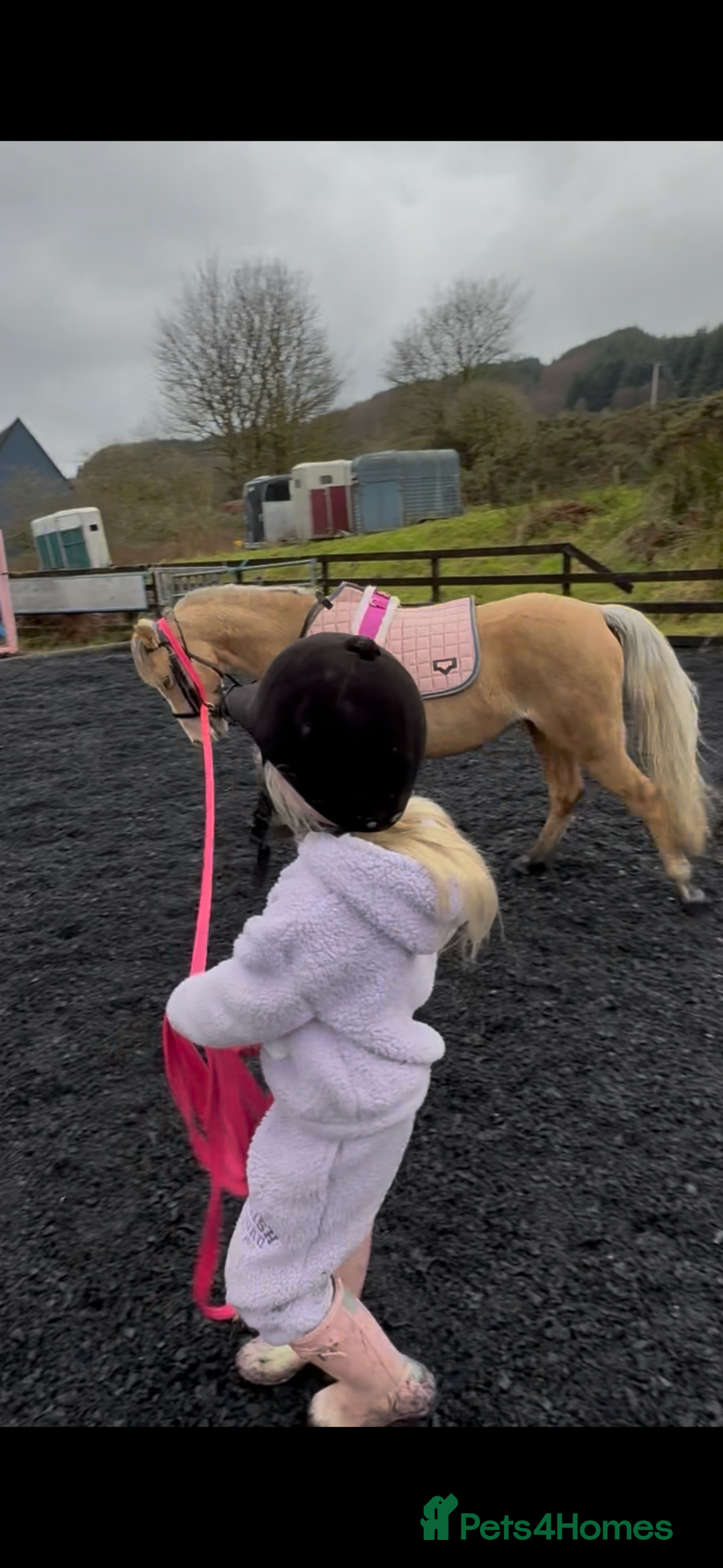 Welsh Section B horses for sale: Palomino Welsh B Non Ridden Companion/ InHand Pony - Image 9