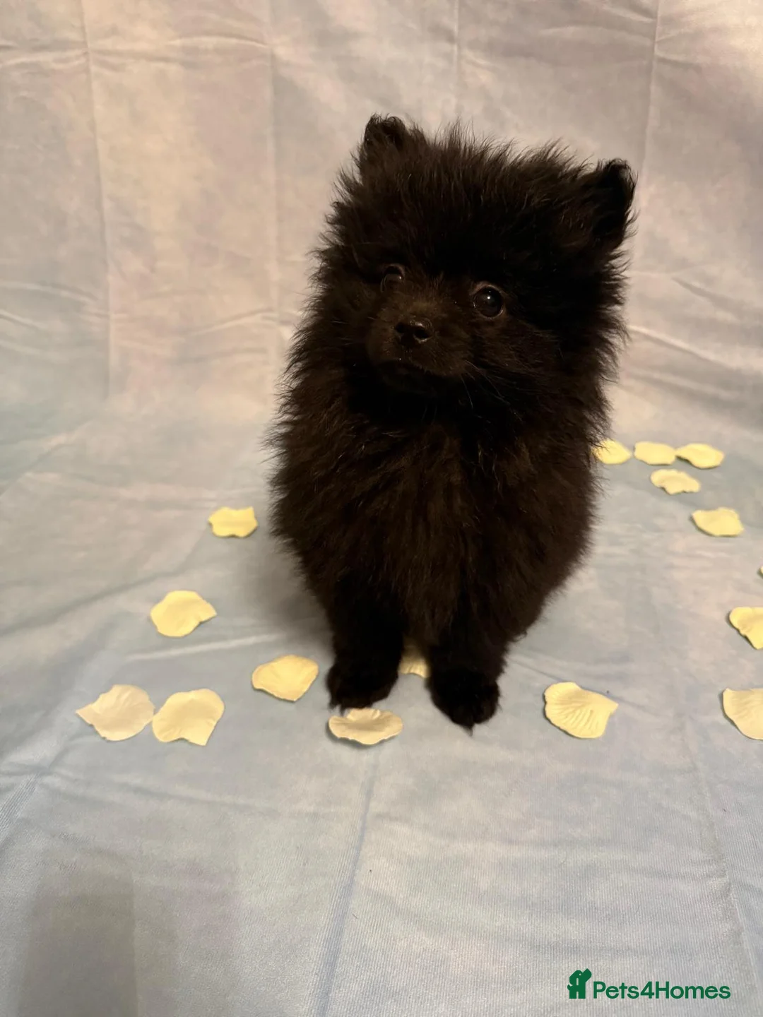 Pomeranian dogs for sale: Pomeranian puppies - Advert 12