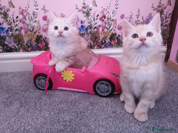 Maine Coon cats - Advert 1