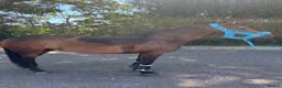 Connemara horses for sale: Safe pc pony / show or cracking alrounder - Advert 13