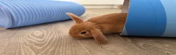 Mini Lop rabbits for sale: 13 baby bunnies -two litters ready mid-end of July - Advert 22