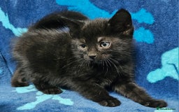 Mixed Breed cats for sale: 2 male kittens ready now - Image 3