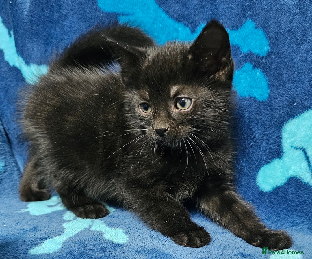 Mixed Breed cats for sale: 2 male kittens ready now - Image 3