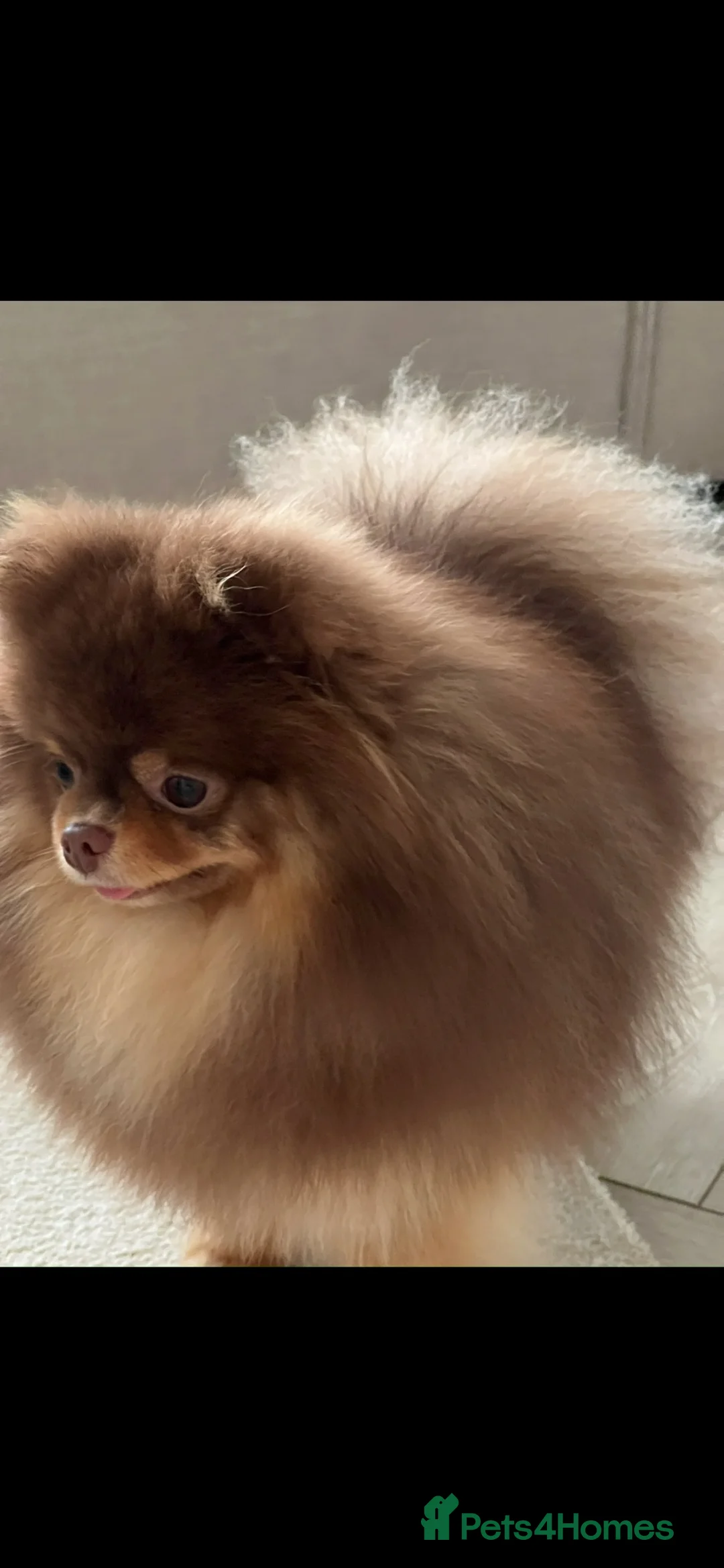 Pomeranian dogs for sale: Chocolate and tan Pomeranian  - Advert 2