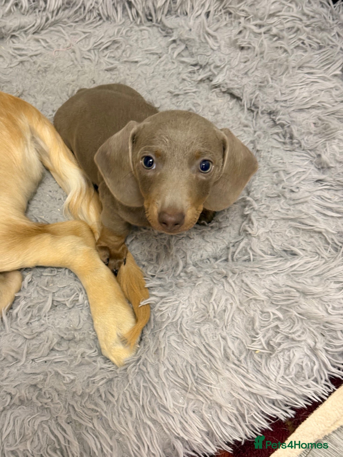 Miniature Dachshund dogs Gorgeous Chocolate & Dapple Dachshund Puppies 🐶🤎 - Advert 1