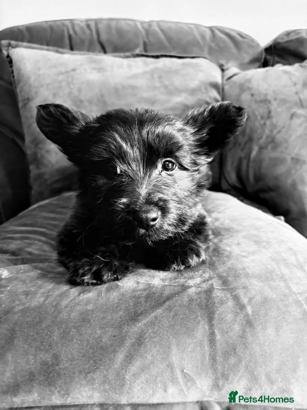 Skye Terrier dogs for sale: Scottish Skye terrier  - Advert 1