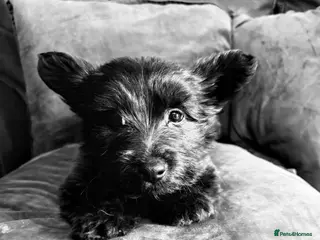 Skye Terrier dogs Scottish Skye terrier - Advert 1