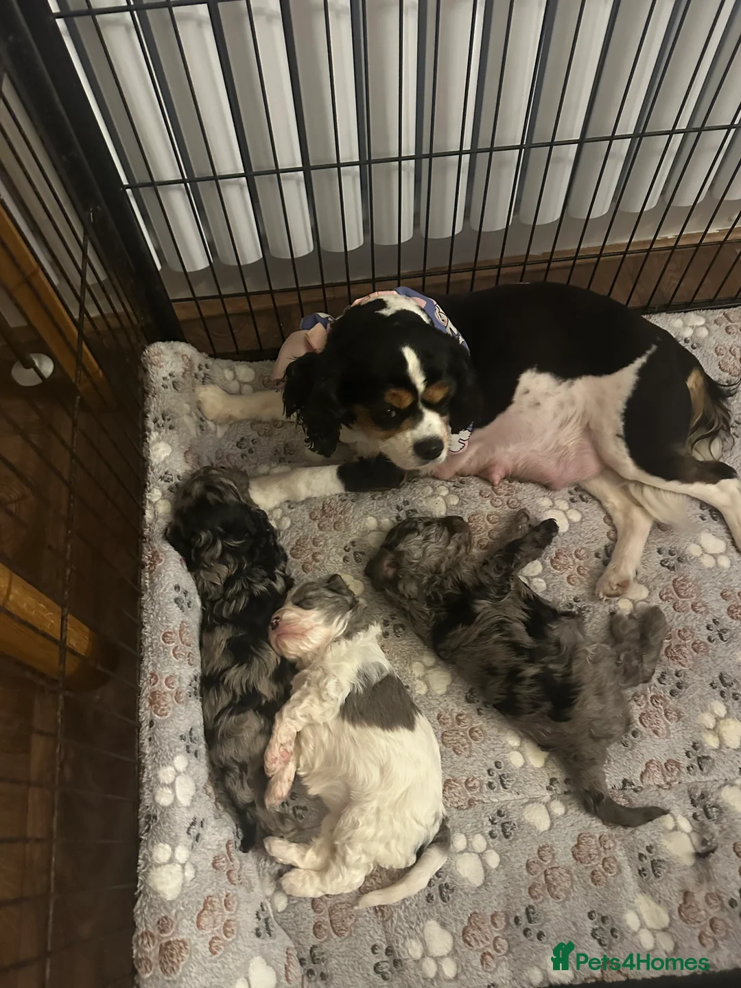 Cavapoo dogs for sale: Beautiful F1 Cavapoo rare merle puppies - Advert 2