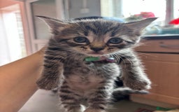 Norwegian Forest Cat cats for sale: Norwegian forest x Bengal kittens  - Image 1