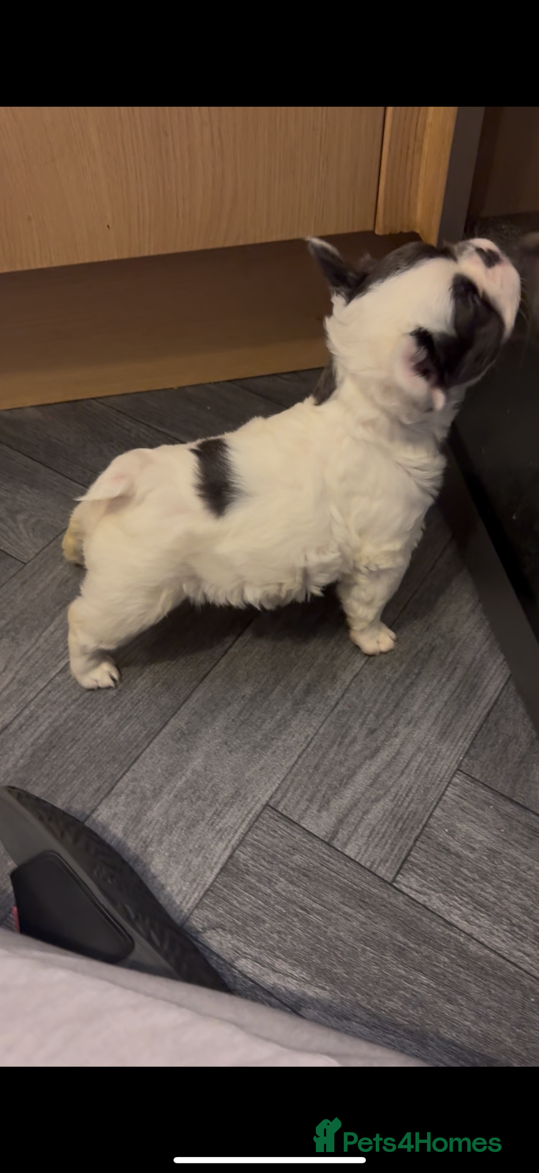 French Bulldog dogs for sale: Fluffy f - Advert 3