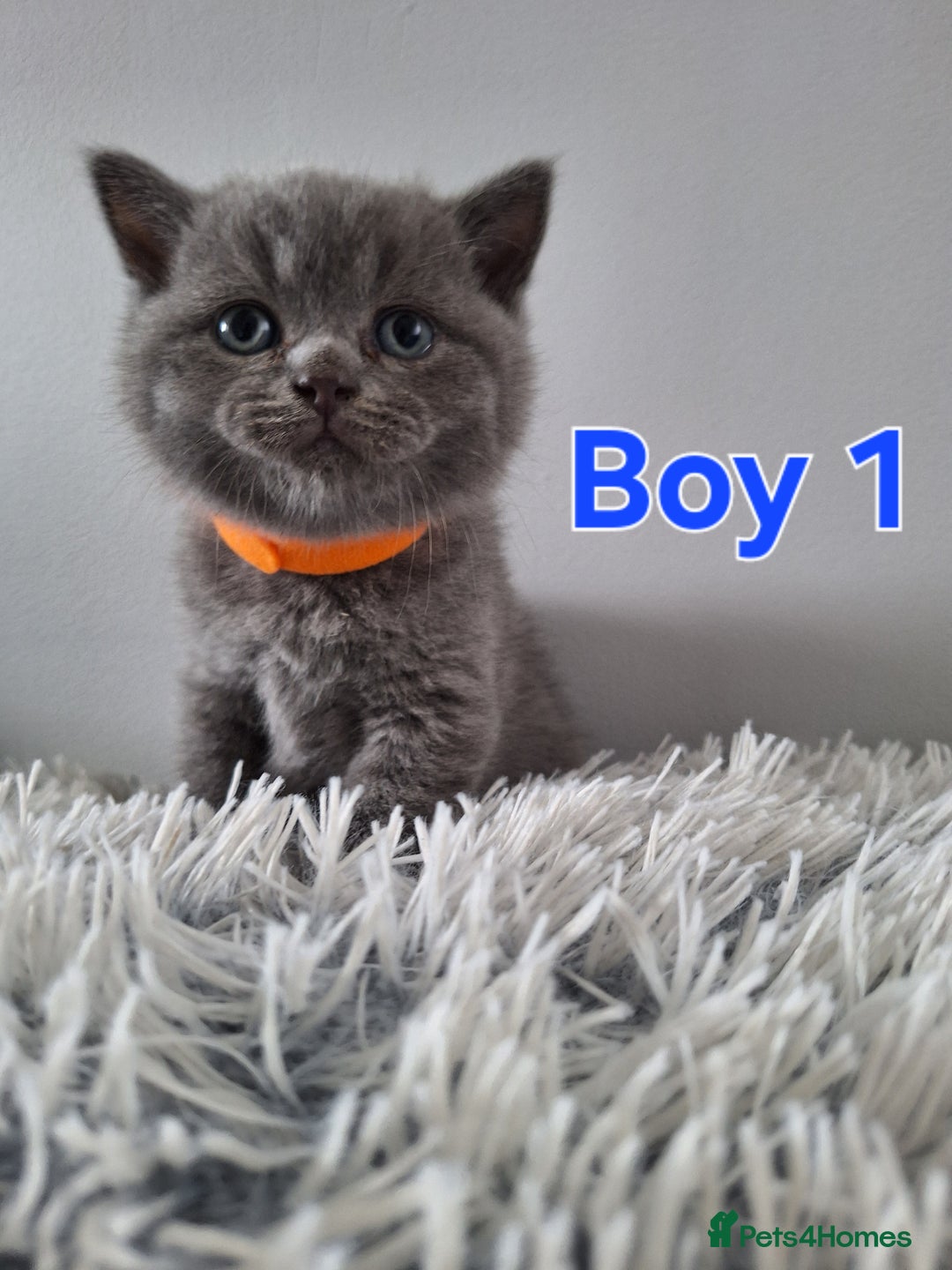 British Shorthair cats for sale: Pure British Shorthair kittens  in Dewsbury - Image 3