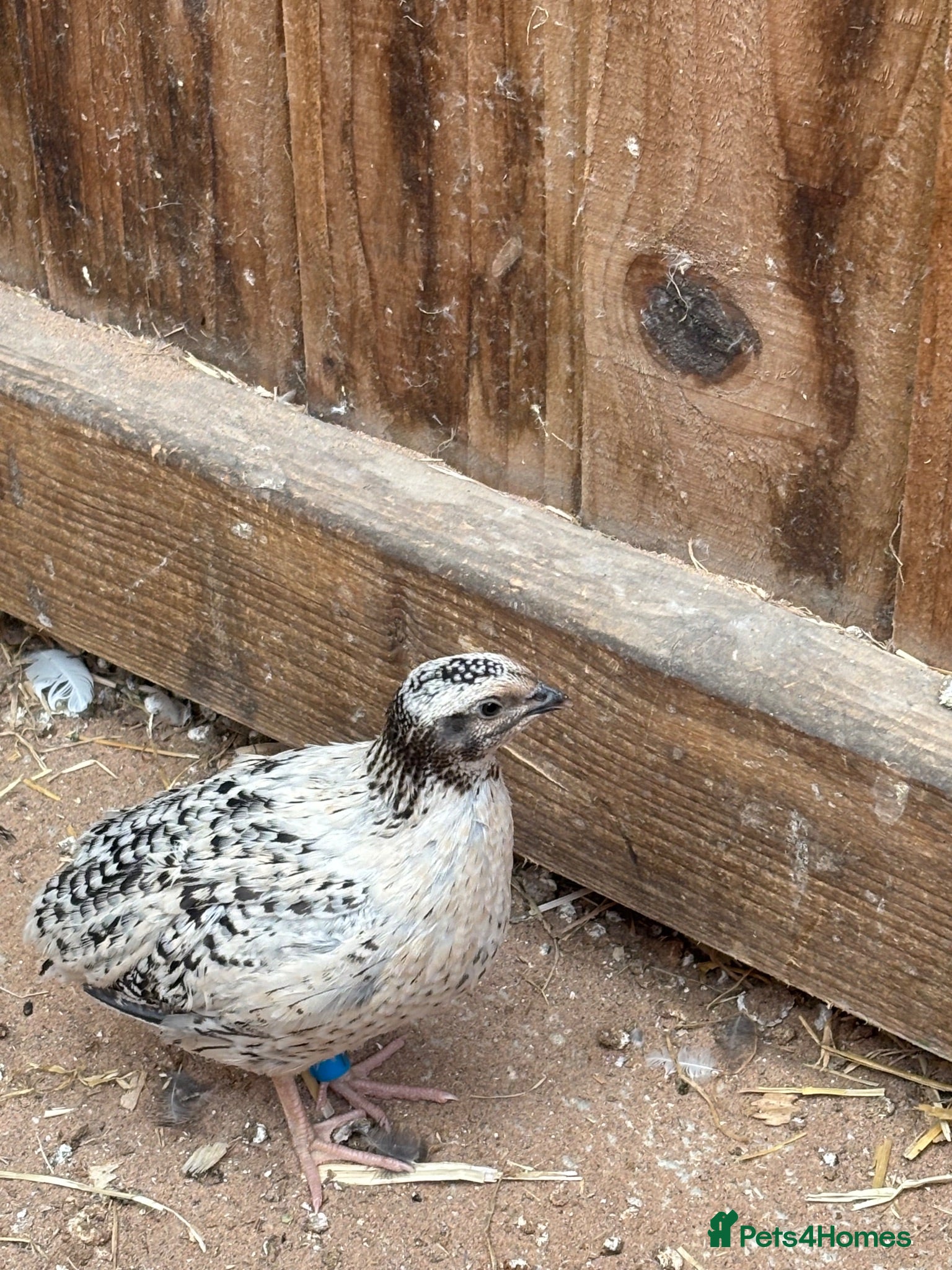 Quail poultry Male Corturnix Quail - Advert 1