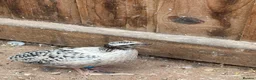 Quail poultry for sale: Male Corturnix Quail - Advert 1
