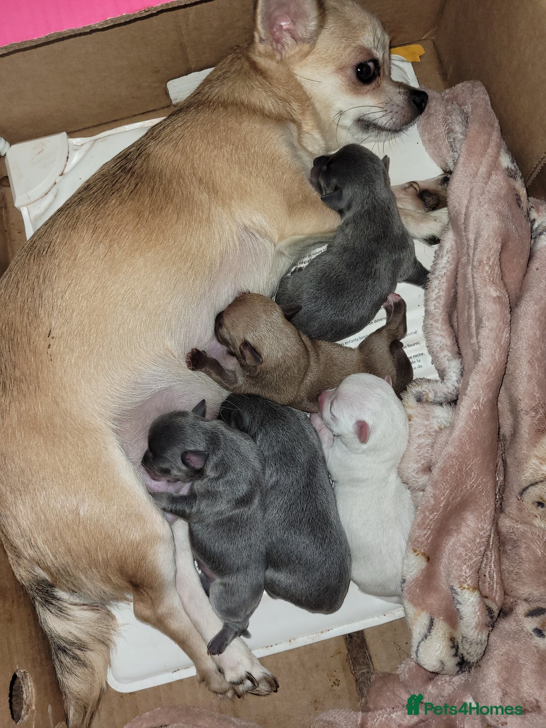 Chihuahua dogs for sale: Chihuahua puppies 2 males and 3 females  - Advert 17
