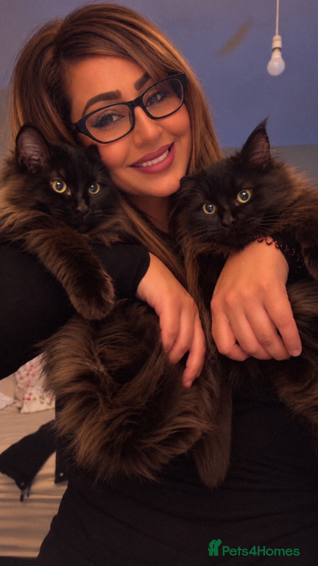 Ragdoll cats for sale: Two beautiful ragdoll brothers  - Advert 1