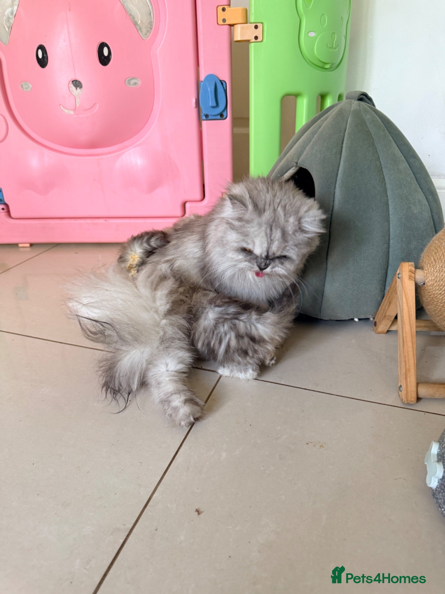 Persian cats Healthy dollface luxurious chinchilla Persians  - Advert 1