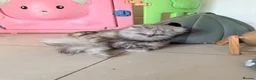 Persian cats for sale: Healthy dollface luxurious chinchilla Persians  - Advert 1