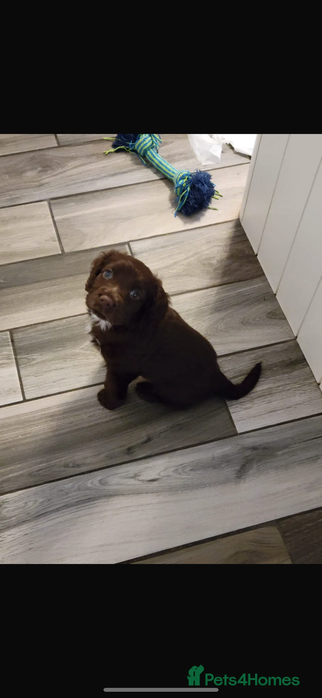 Cocker Spaniel dogs for sale: Cocker spaniel  - Advert 2